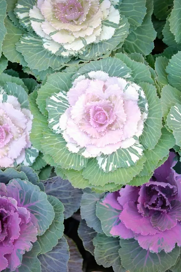White, pink and purple cabbage