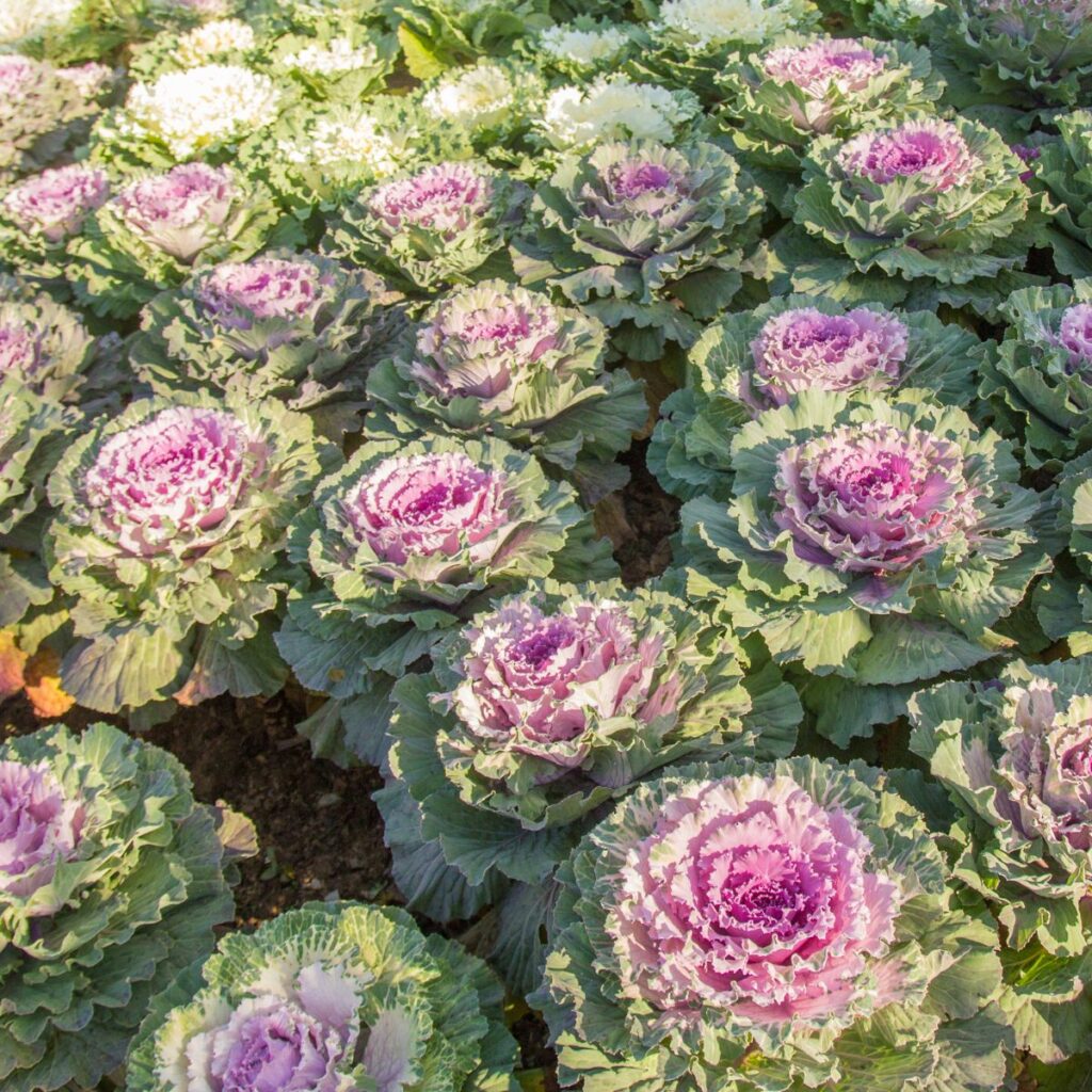 Grow Ornamental Cabbage