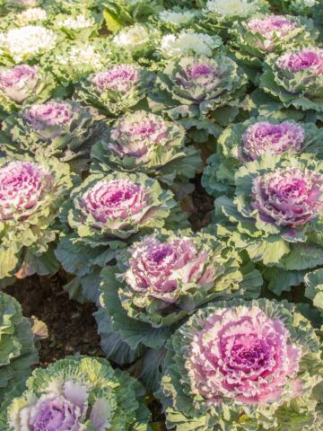 Grow Ornamental Cabbage