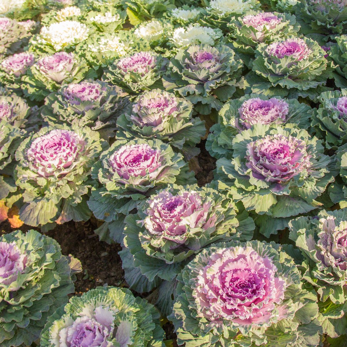How to Grow Ornamental Cabbage! Create A Stunning Fall Display
