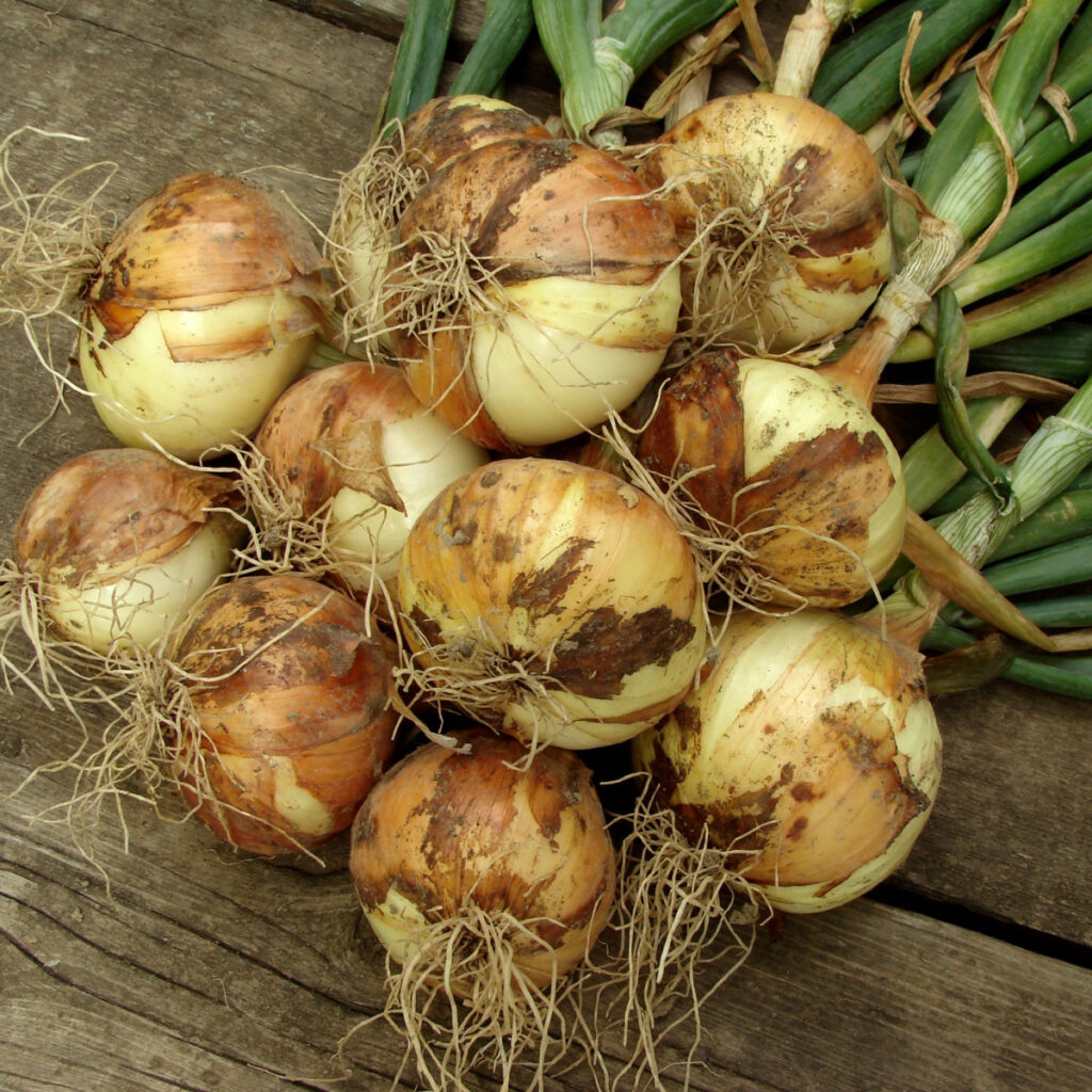 A bundle of harvested yellow onions