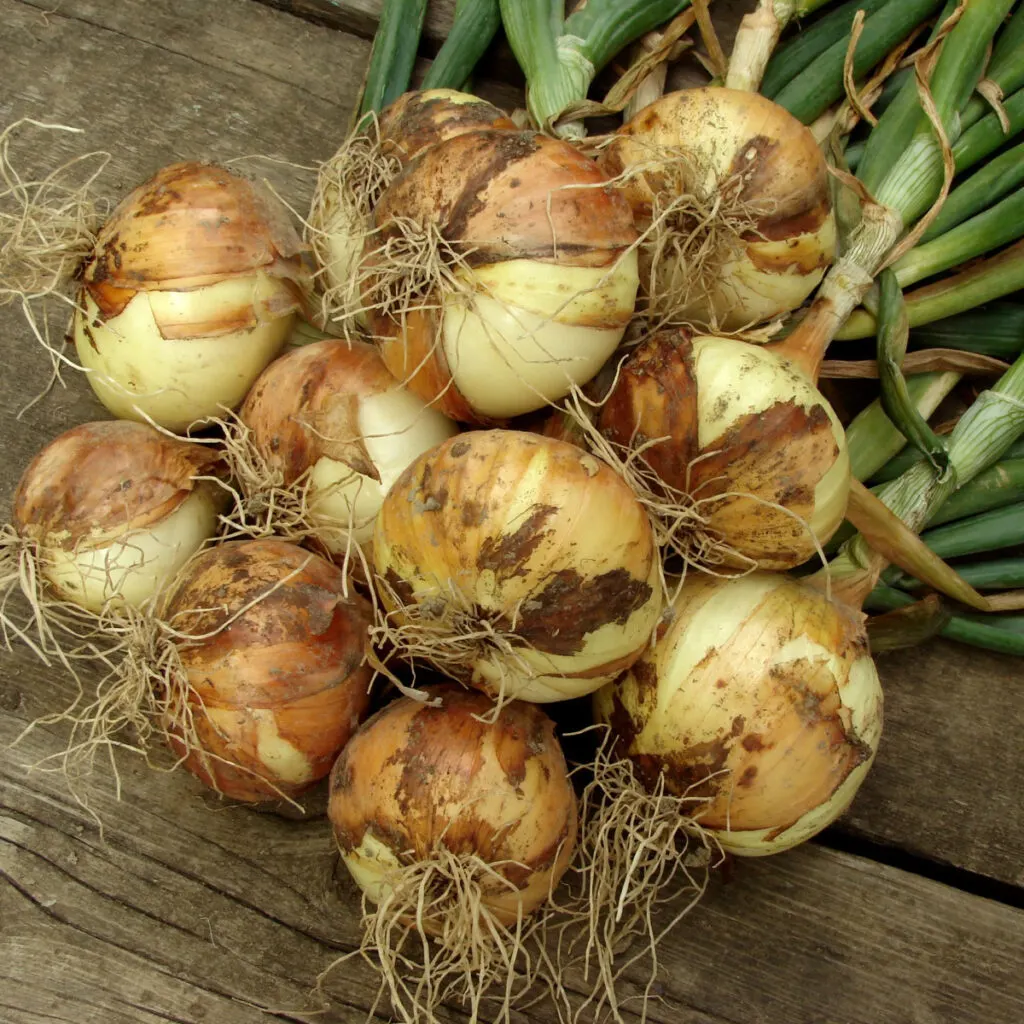 yellow onion plants