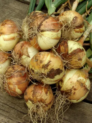 A bundle of recently harvested onions
