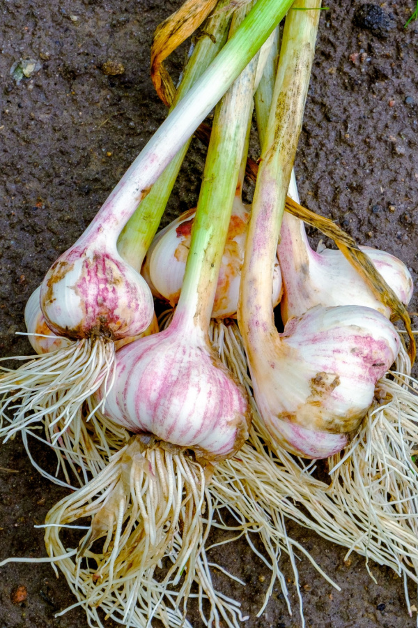 A bunch of garlic recently harvested - how to plant fall onions