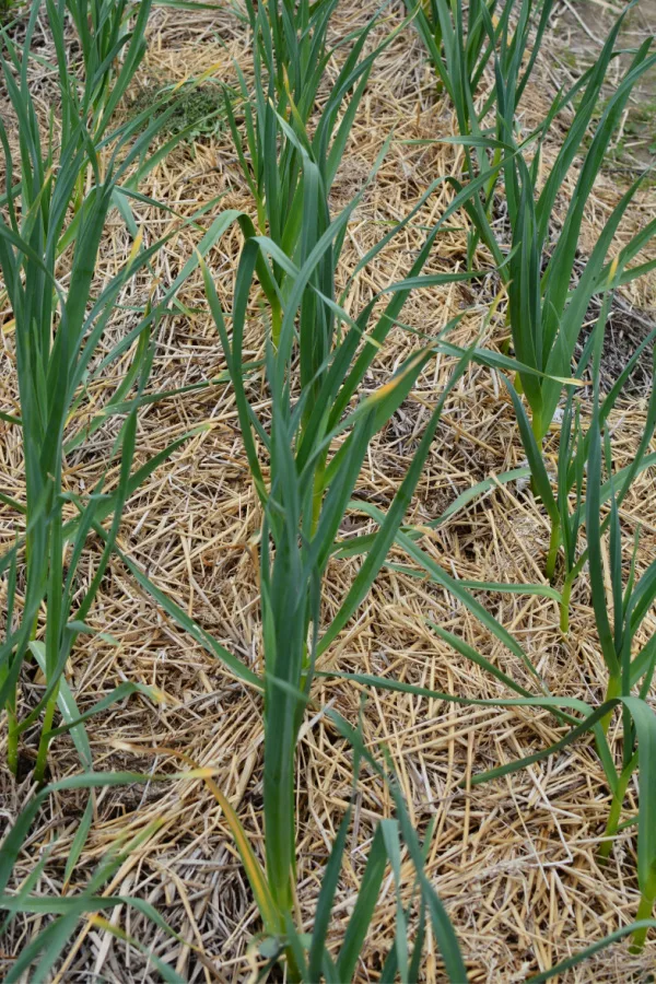 Straw being used as mulch around growing onion plants. How to plant fall onions.