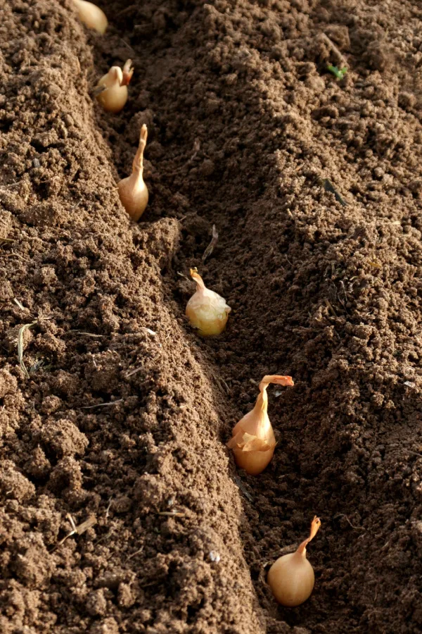 Onion sets in a trench in the soil. How to plant fall onions.
