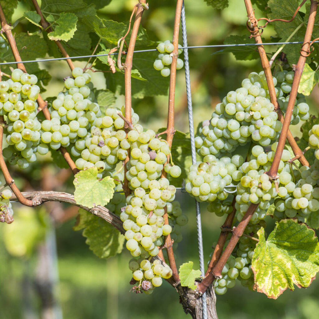 Multiple green grapes growing on a younger grape vines.