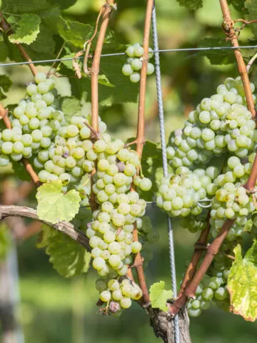 Green grapes growing on healthy, pruned grape vines.