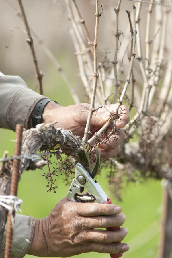 A man using hand shears on dormant vines.