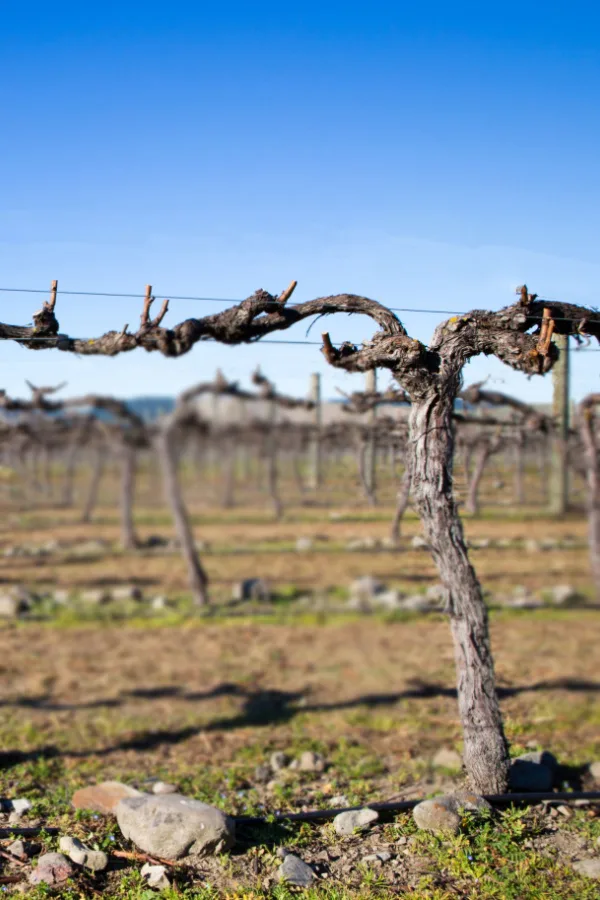 A commercial grape operation with mature vines that have been pruned with the spur method. 
