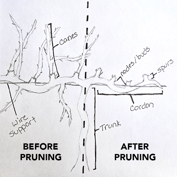 A drawing of a mature grape plant before and after pruning. Shows all of the terms of the plant.