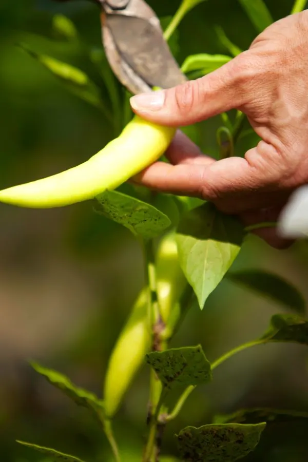 Get More Peppers From Your Plants