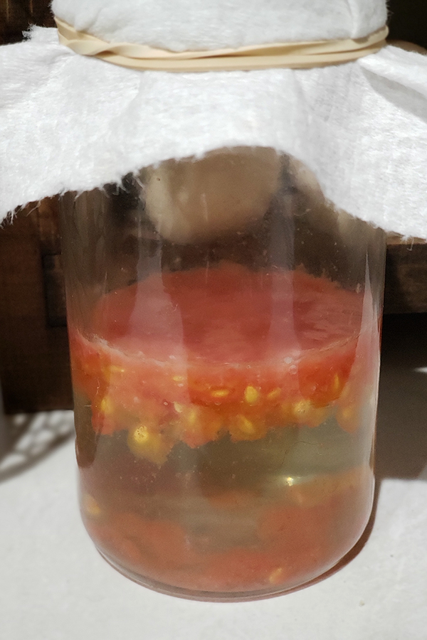 A small jar with tomato seeds fermenting in some water.
