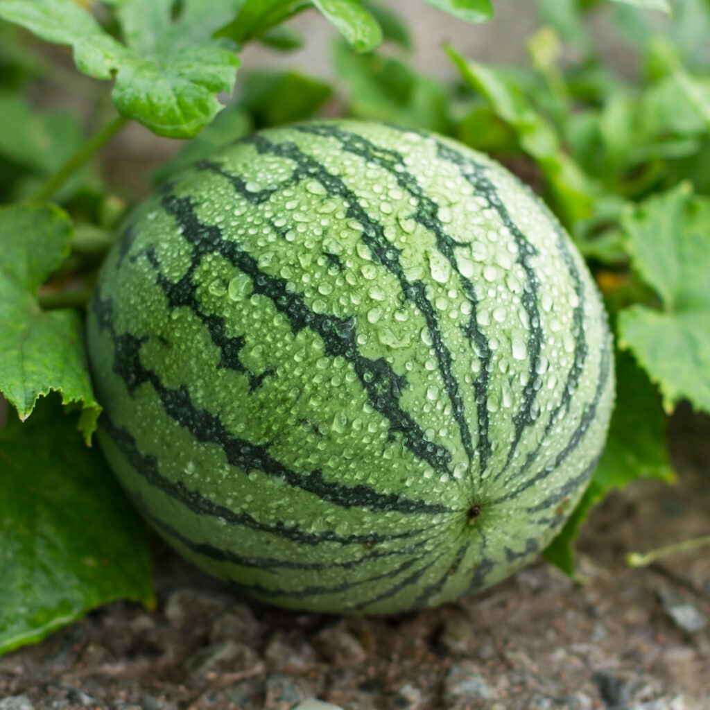 A watermelon growing on a vine.