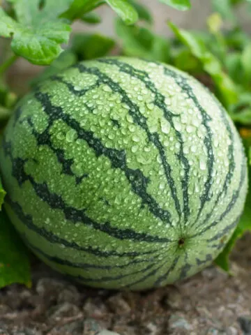 A watermelon ripening on the vine