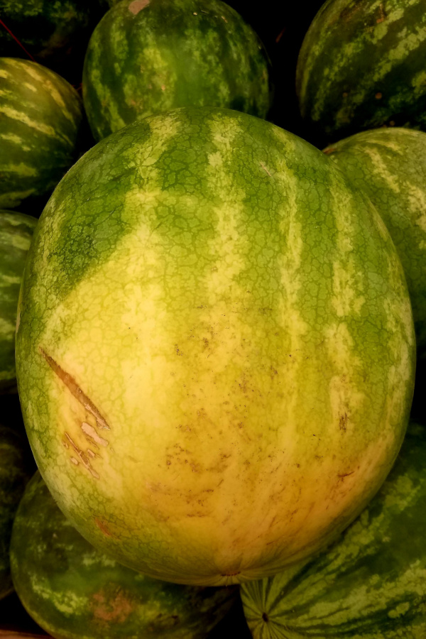 A watermelon with a creamy yellow field spot.