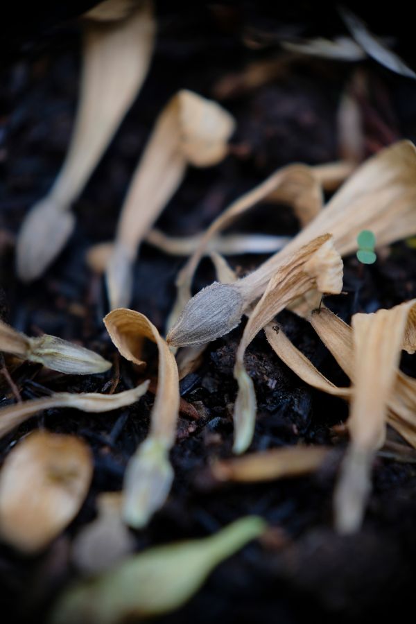 Zinnia seeds - how to save zinnias