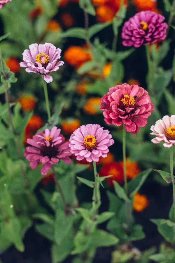 Zinnias growing - how to save zinnia seeds