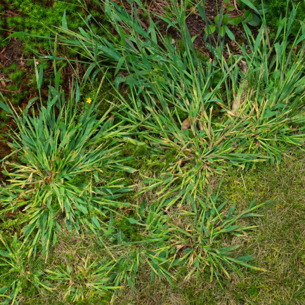 Several spots of crabgrass growing in a lawn.