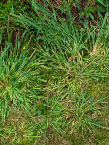 Several spots of crabgrass growing in a lawn.