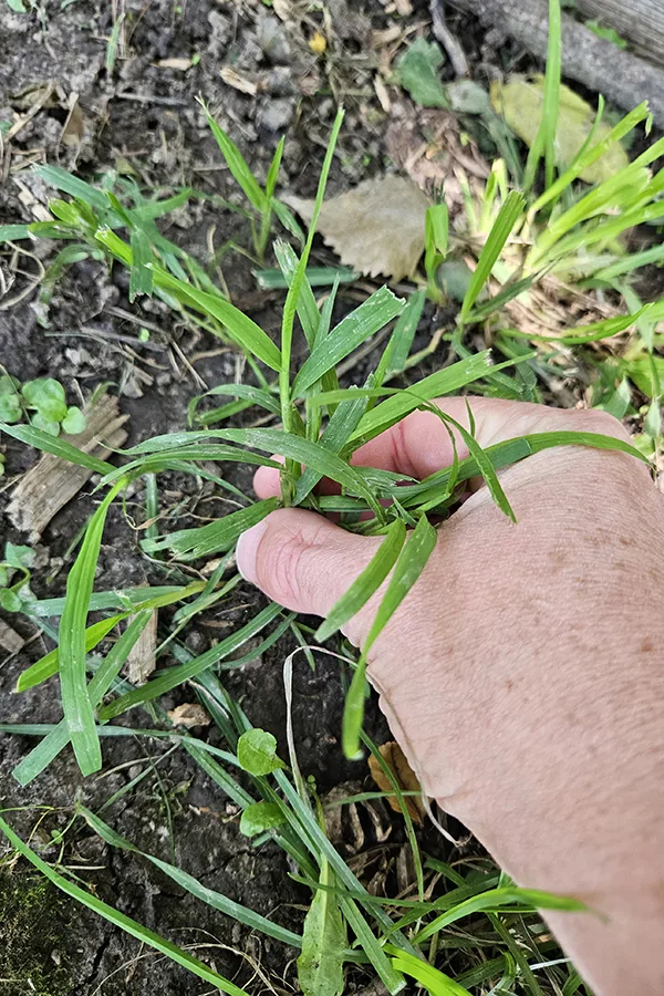 A hand pulling up on a short crabgrass plant. how to get rid of crabgrass in the summer