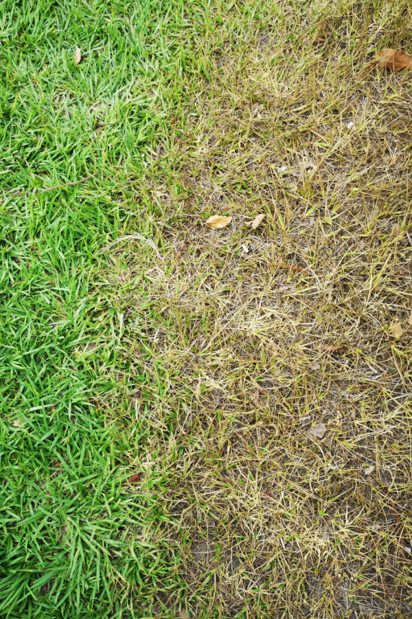 Dead grass next to living, fresh grass due to overspraying - get rid of crabgrass in the summer