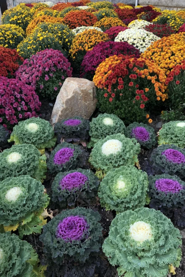 fall plant display