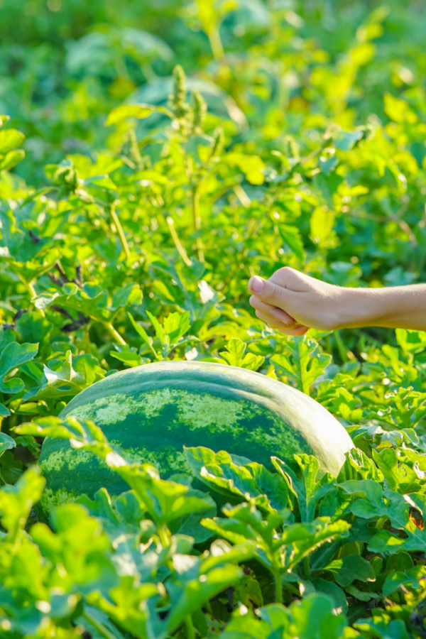 A hand knocking on a growing watermelon in a garden