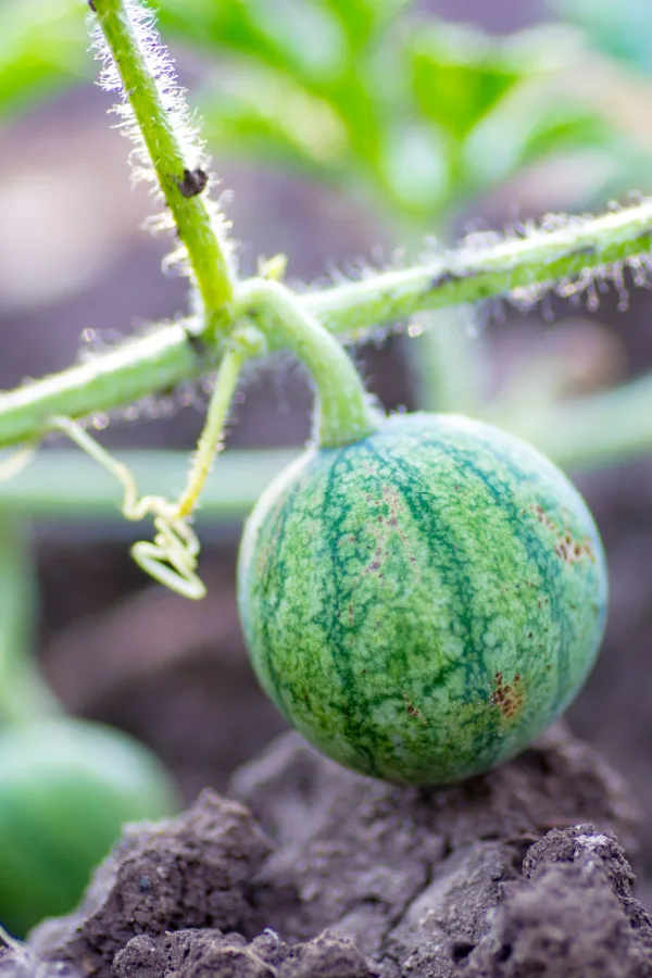 A young watermelon just starting to grow in a garden but it shows the tendril.