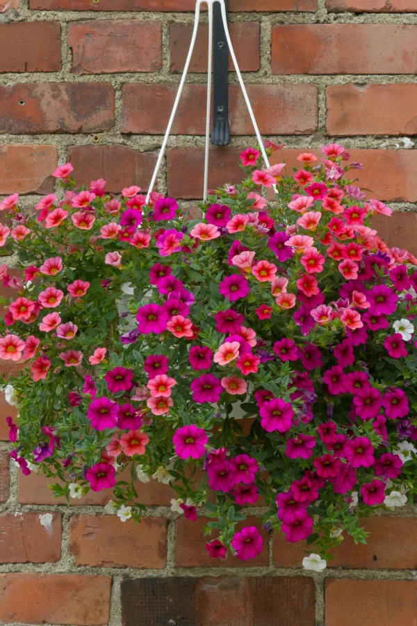 A beautiful hanging basket display of pink and purple petunias plants.