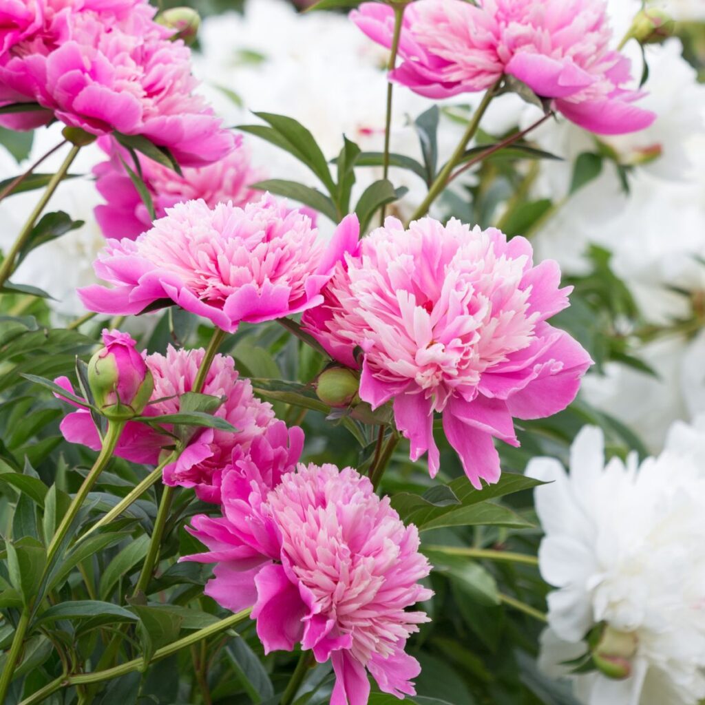 How to Divide Peonies In The Fall 