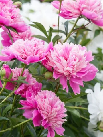 How to Divide Peonies In The Fall 