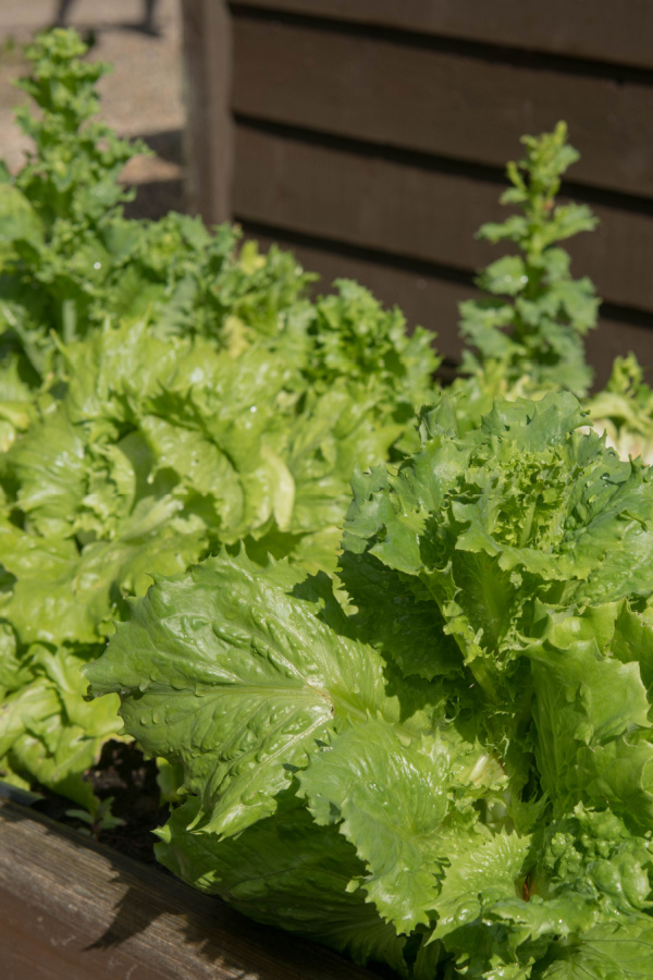 Bolted lettuce in a raised bed that can be added to your fall compost pile.
