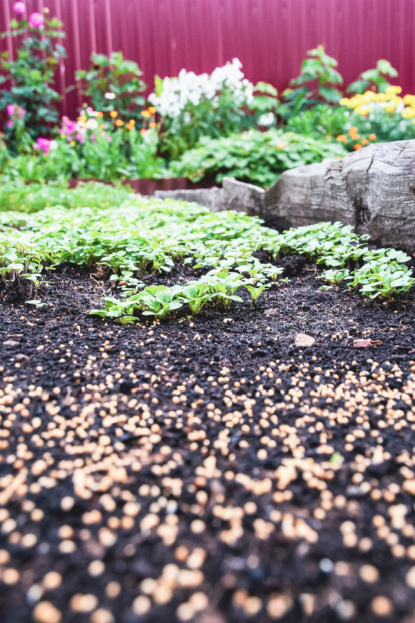 Mustard seeds spread out in a garden raised bed.