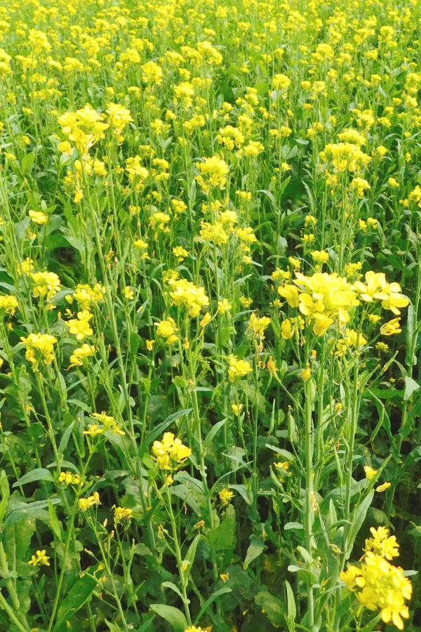 Mature mustard seed plants with yellow flowers. No Till Cover Crop