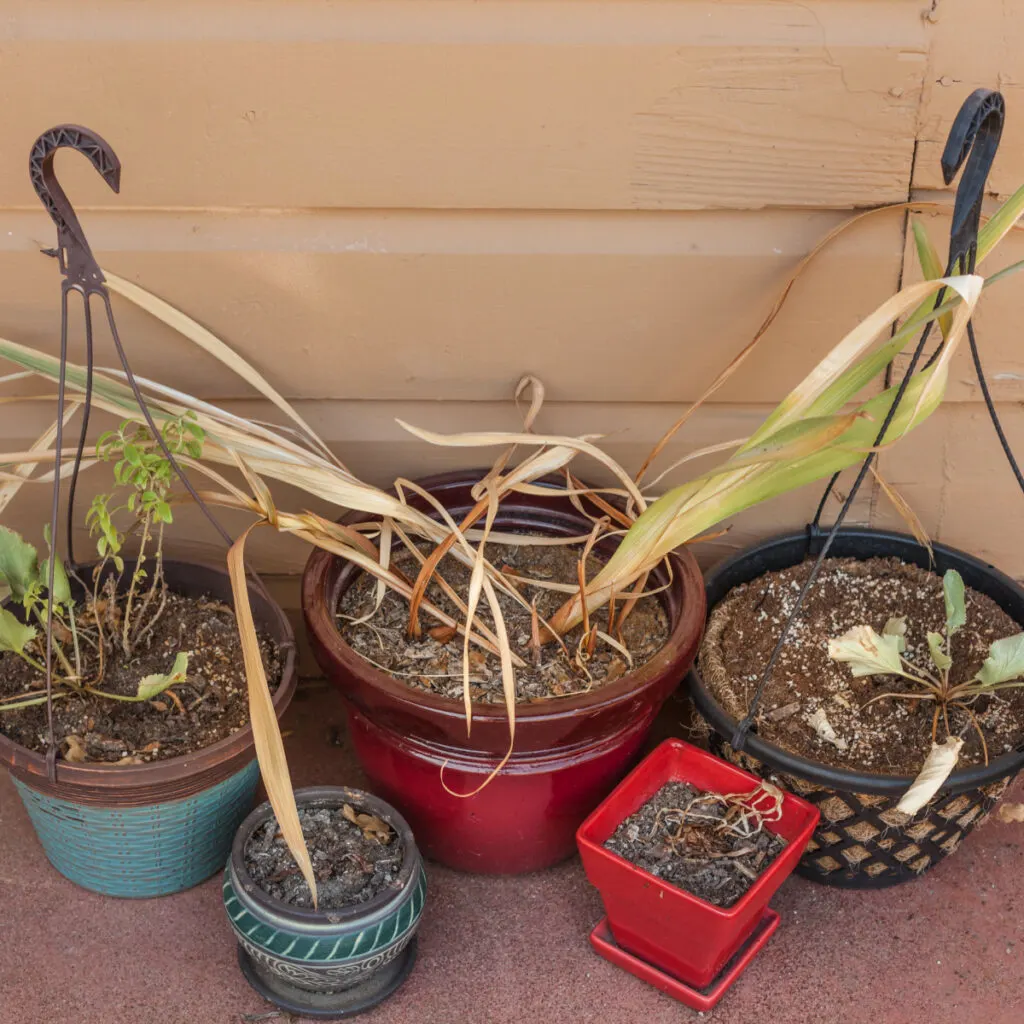 How to COMPOST in a FLOWERPOT 