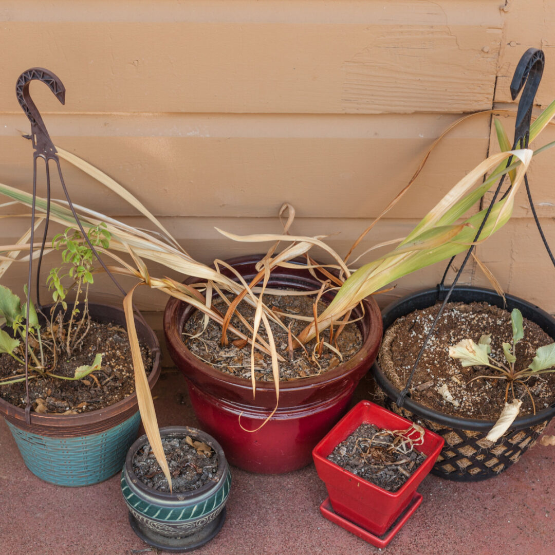 How To Compost Hanging Basket Soil & Plants Save Potting Soil!