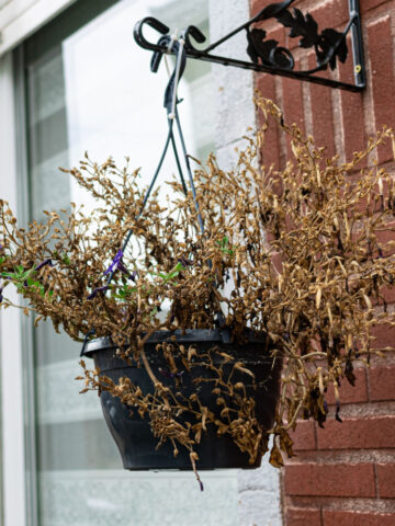 compost hanging basket soil and plants