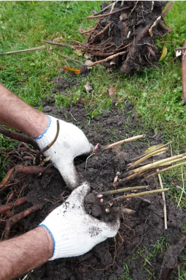 peony roots