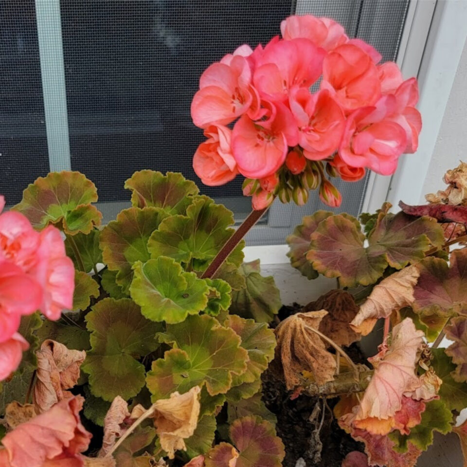 How To Save Geraniums In The Fall Keep Your Plants Alive Inside   How To Save Geraniums 960x960 