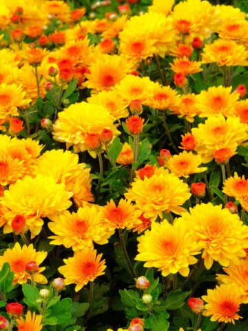 how to keep mums flowering all fall