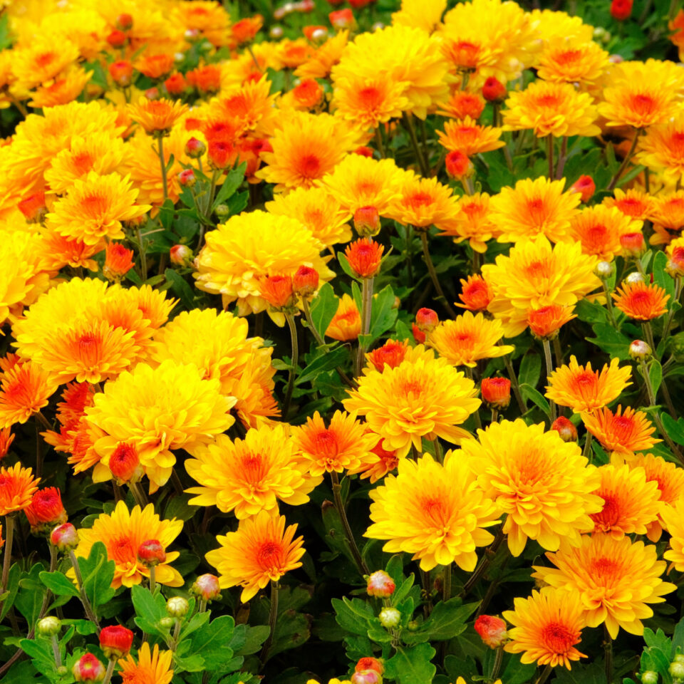 How To Keep Mums Flowering All Fall - 4 Keys To Lasting Blooms!