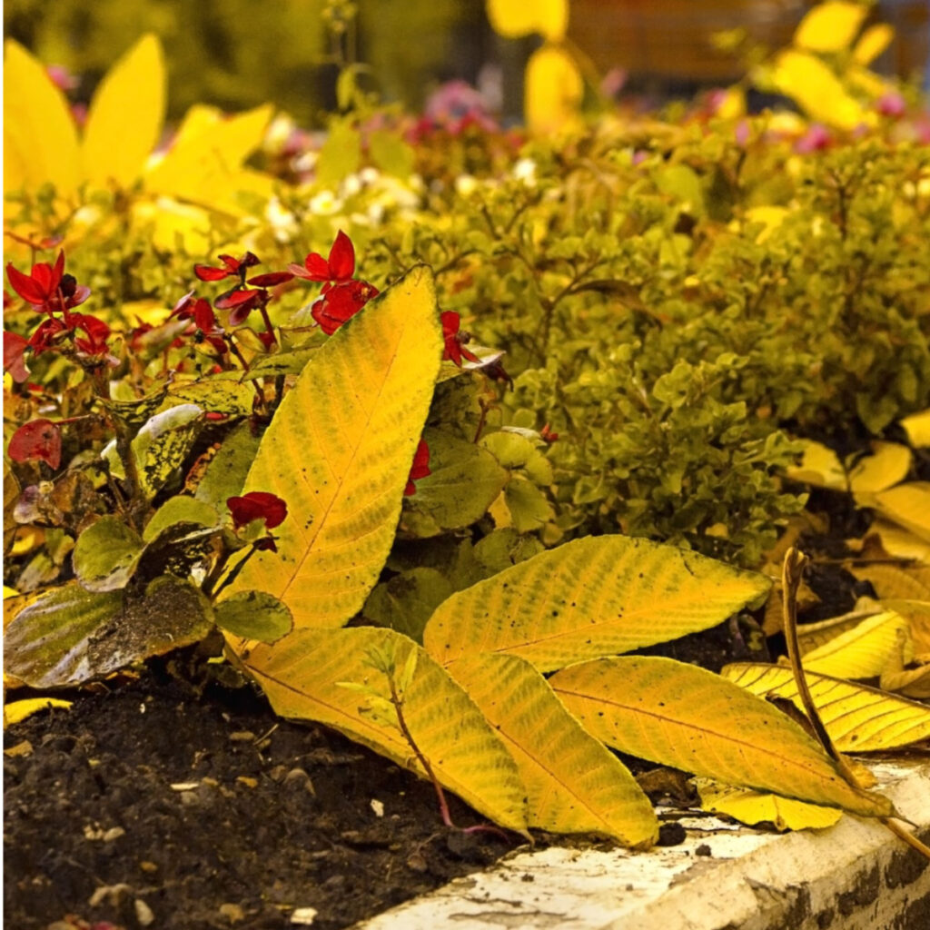 How to clean out and mulch fall flowerbeds