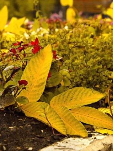 How to clean out and mulch fall flowerbeds