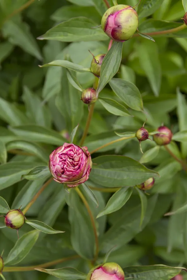 peony buds