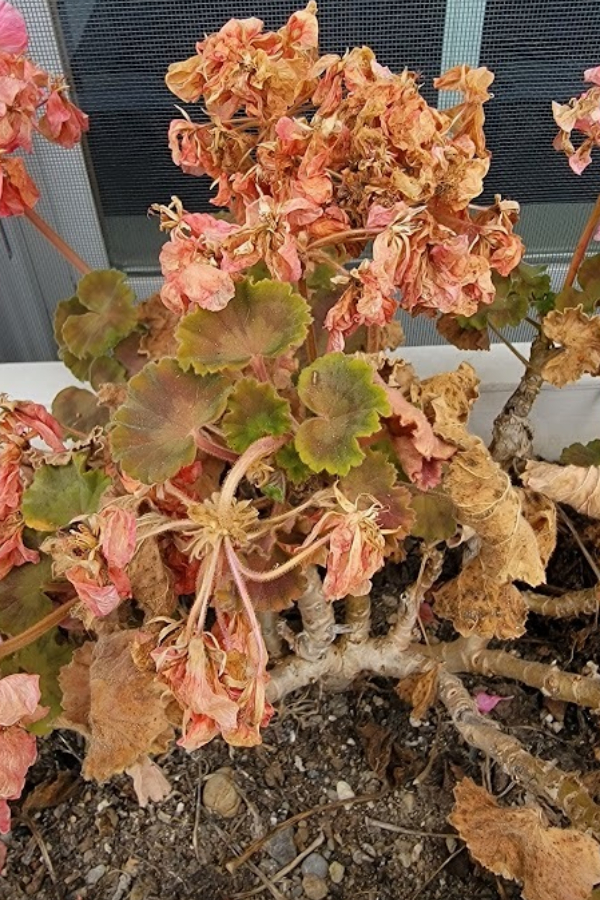 Save geraniums in the fall - over winter