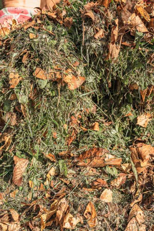 shredded leaves and grass clippings - how to rejuvenate raised bed soil in the fall