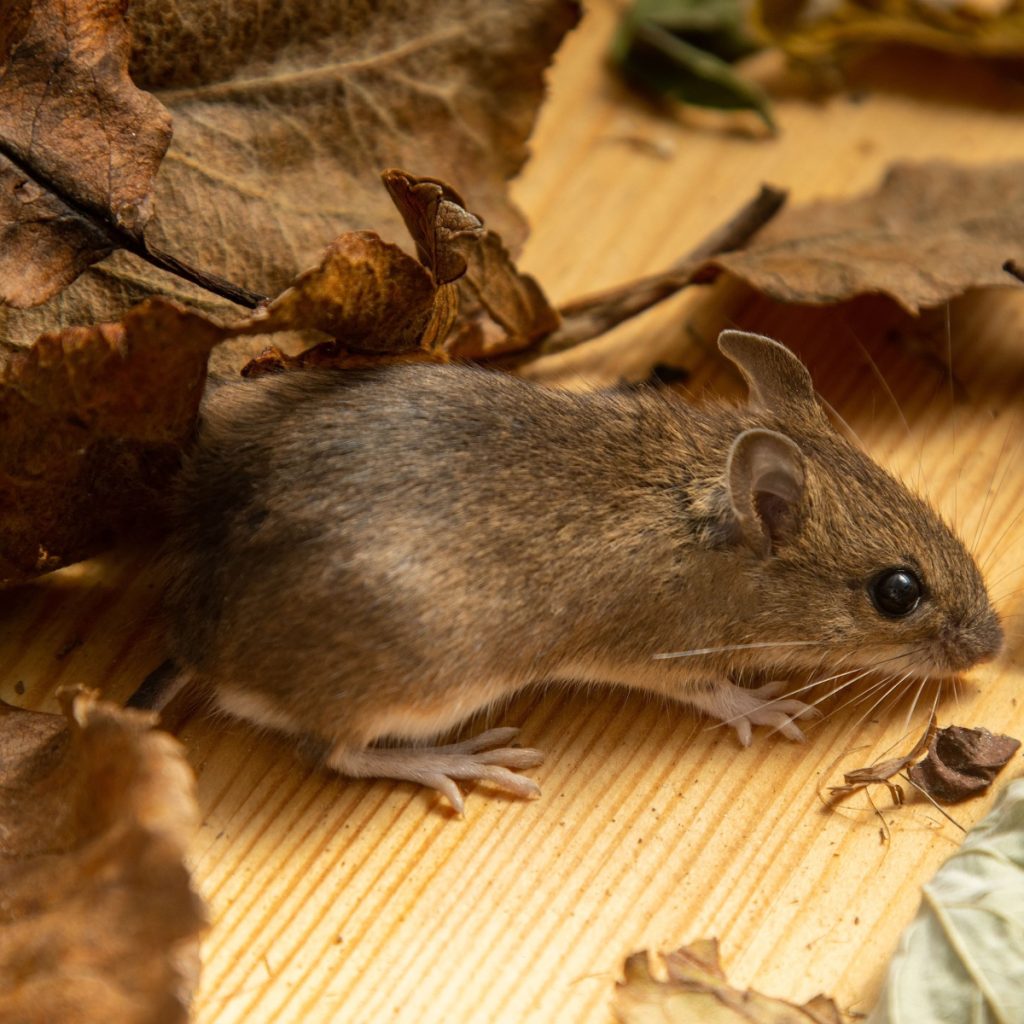 stop mice