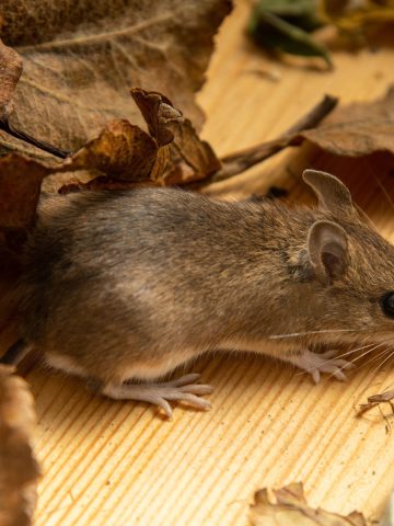 stop mice