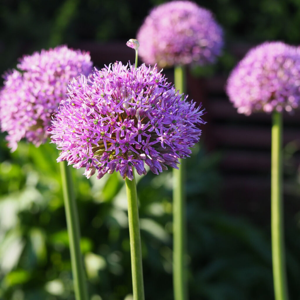 Large purple allium blooms that are blooming because the blooms were planted in the spring.